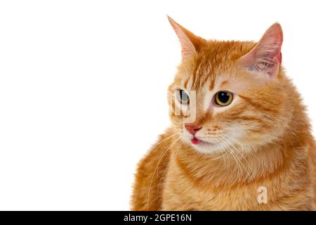 Ausgewachsene rote Katze mit Overweigh isoliert auf weißem Hintergrund Stockfoto