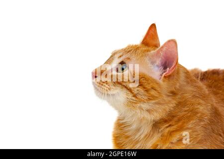 Ausgewachsene rote Katze mit Overweigh isoliert auf weißem Hintergrund Stockfoto