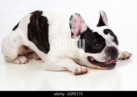 Portrait im Studio einer niedlichen Bulldogge, die isoliert auf weißem Hintergrund liegt Stockfoto
