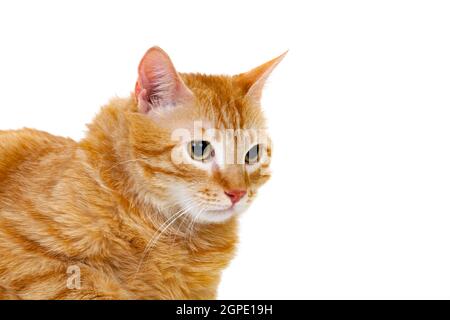 Ausgewachsene rote Katze mit Overweigh isoliert auf weißem Hintergrund Stockfoto