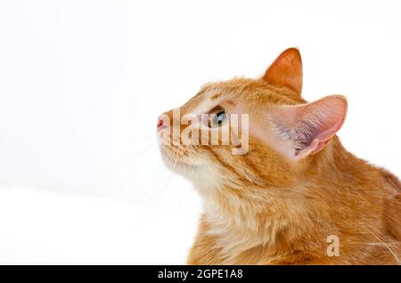 Ausgewachsene rote Katze mit Overweigh isoliert auf weißem Hintergrund Stockfoto