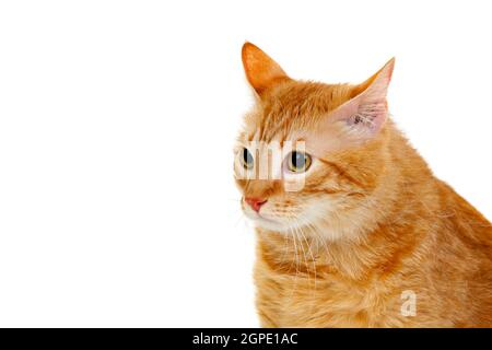 Ausgewachsene rote Katze mit Overweigh isoliert auf weißem Hintergrund Stockfoto