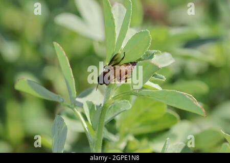 Nahaufnahme Einer Biene, die natürlichen Honig und Bienenwachs aus frischen, grünen Thai-Hybrid-Bockshornklee-Blüten im Bockshornklee-Feld sammelt Stockfoto