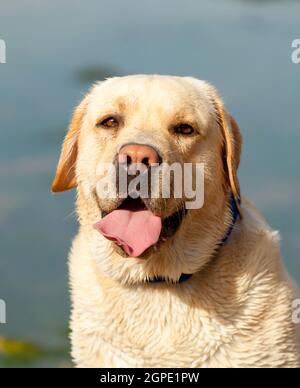 Wunderschönes Porträt eines labradors mit einem See im Hintergrund Stockfoto