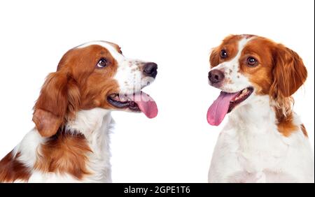 Zwei schöne Hunde isoliert auf weißem Hintergrund Stockfoto