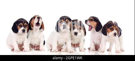 Viele Beagle Welpen auf weißem Hintergrund Stockfoto