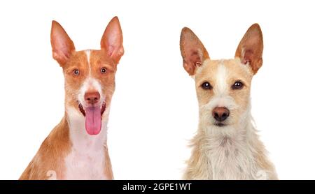 Zwei schöne Hunde isoliert auf weißem Hintergrund Stockfoto