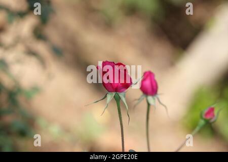 Nahaufnahme einer frischen thailändischen Hybridsorte mit roter, einheimischer Rose im Rosenfeld mit unfokussiertem Hintergrund der Natur Stockfoto
