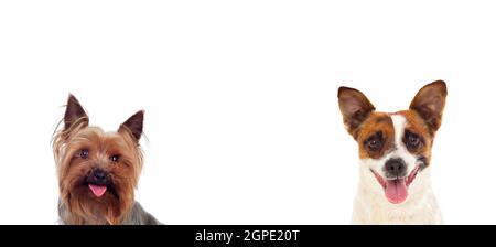 Zwei kleine Hunde blicken isoliert auf weißem Hintergrund auf die Kamera Stockfoto