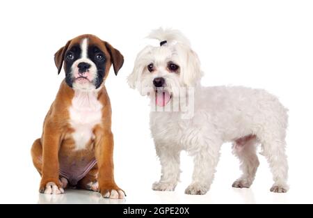 Zwei schöne Hunde isoliert auf weißem Hintergrund Stockfoto