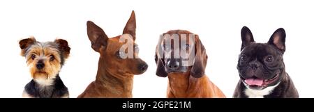 Differents Hunde Blick in die Kamera auf einem weißen Hintergrund isoliert Stockfoto