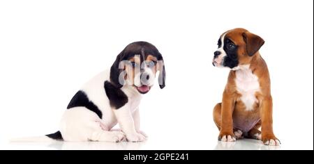 Zwei schöne Welpen isoliert auf weißem Hintergrund Stockfoto