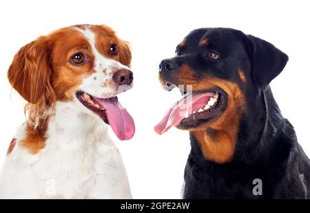 Zwei schöne Hunde isoliert auf weißem Hintergrund Stockfoto