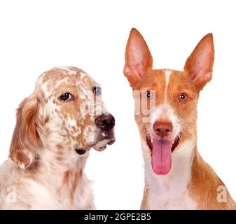 Zwei schöne Hunde isoliert auf weißem Hintergrund Stockfoto