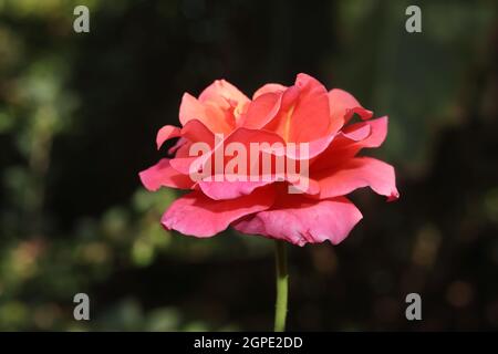 Nahaufnahme von großformatigen rosa Blüten einer frischen thailändischen Hybridsorte, die auf einer Rosenpflanze mit defokussiertem Hintergrund der Natur wächst Stockfoto