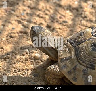 Kopf und Teil der Schale einer Schildkröte. Stockfoto