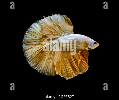 Siamesische Kampffische oder Betta Splendens Fische, beliebte Aquarienfische in Thailand. Gelbe Halbmondschwänze Betta Kampf Fisch Bewegung isoliert auf schwarz b Stockfoto