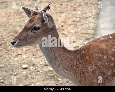 Teilaufnahme des jungen sika-Hirsches Cervus Nippon, der seine Hörner bekommt. Stockfoto