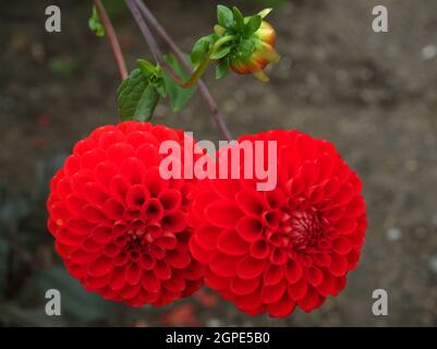 Nahaufnahme von zwei Blüten und einer Knospe der Pompon Dahlia, Dahlia Pompon . Stockfoto