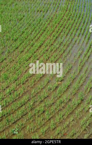 Detail der neu geborenen Reispflanzen in Feldern mit Wasser überflutet, in hellen Frühlingstag mit Reflexen des Himmels geschossen Stockfoto