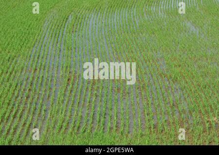 Detail der neu geborenen Reispflanzen in Feldern mit Wasser überflutet, in hellen Frühlingstag mit Reflexen des Himmels geschossen Stockfoto