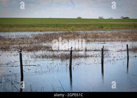 Vögel, die auf jedem Zaunpfahl in einem Feuchtgebiet sitzen. Stockfoto