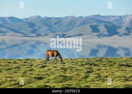 Pferd am grünen Ufer des Höhengebirgssees Stockfoto