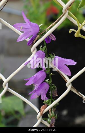 Schleichende Glockenblume und invasives Unkraut auf einem Zaun. Stockfoto
