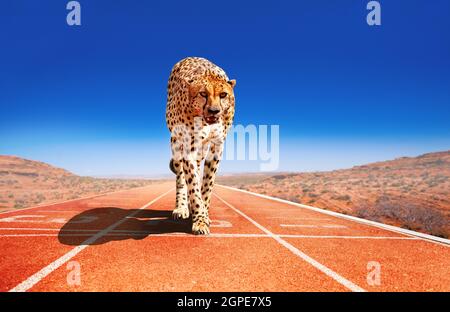 Gepard mit Raubtier-Look auf einer Sprint-Rennstrecke Stockfoto