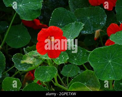 Orangefarbene Blüten der Kapuzinerkresse (Tropeolaceae), mit Tautropfen auf den Blättern, mit den Farben Grün, Orange und Weiß Stockfoto