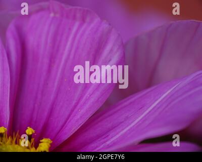 Makro eines rosa Kosmos mit einem gelben Blütenkopf (Cosmos bipinnatus), mit Farben gelb, braun, lila, rosa, Weiß und rot Stockfoto