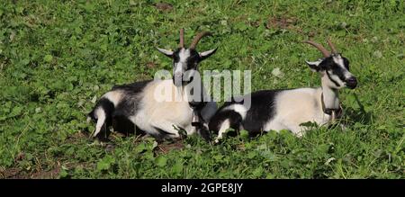 Pfauenziegen liegen auf einer grünen Wiese. Stockfoto