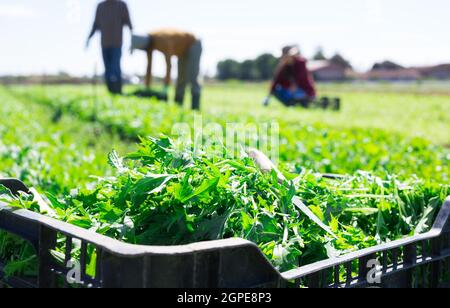 Frisch gepflückte Rucola im Karton auf dem Feld Stockfoto