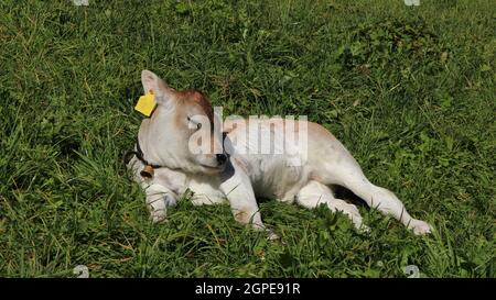 Niedlichen Kalb schlafen auf einer grünen Wiese, seltene Rasse Raetisches Grauvieh Stockfoto