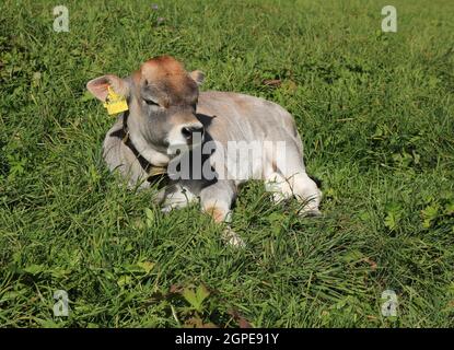 Raetisches Grauvieh Kalb schlafen auf einer grünen Wiese Stockfoto