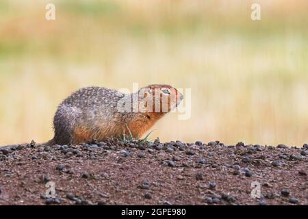 Seitenansicht eines Erdhörnchens, das auf einem Hügel sitzt. Stockfoto