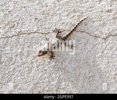 Eidechse (Lepidodactylus lugubris, der trauernde Gecko) an einer Wand, Garraf, Katalonien, Spanien Stockfoto