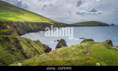 Wunderschöne Bucht, umgeben von hohen Klippen und Inseln der Halbinsel Dingle, in der Nähe von Dunquin Pier, Wild Atlantic Way, Kerry, Irland Stockfoto