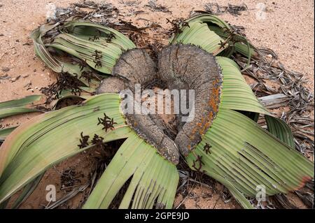 Welwitschia mirabilis. Diese einzigartige Anlage besteht aus einem Holzigen Stiel und zwei große Blätter. Es ist immergrün und die Blätter wachsen kontinuierlich entlang der gro Stockfoto