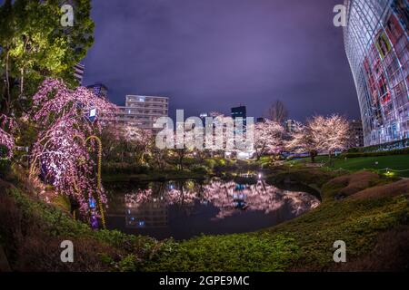 Mohri Garten des Gehens, Kirschblüten in der Nacht zu sehen (Roppongi). Aufnahmeort: Metropolregion Tokio Stockfoto