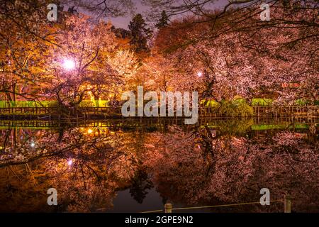 Kirschblüten im Inokashira Park (Inokashira Park). Drehort: Musashino-shi, Tokio Stockfoto