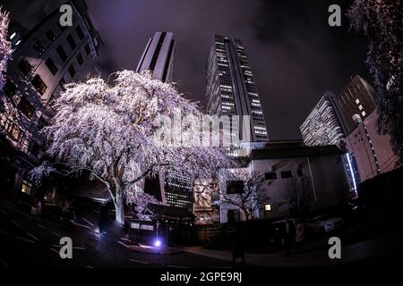 Wolkenkratzer von Shinjuku und write-up Kirsche. Aufnahmeort: Metropolregion Tokio Stockfoto