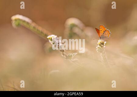 Feuriges Kupfer (Thersamonia thersamon) Schmetterling. Fotografiert in Israel im September Stockfoto