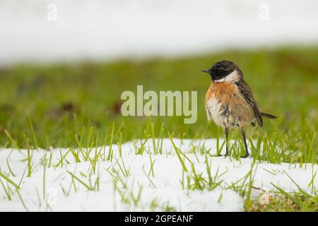 Whinchat (Saxicola rubetra) ein kleiner wandernder Singvögel, der in Europa und Westasien brütet und in Afrika überwintert. Fotografiert in, Israel in Stockfoto