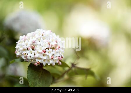 Nahaufnahme des Viburnum carlcepalum mit verschwommenem Hintergrund der Blätter. Nahaufnahme eines weißen duftenden Viburnums. Stockfoto
