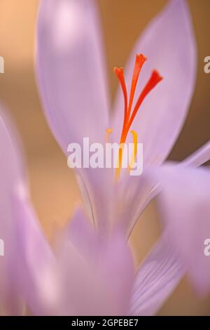 Nahaufnahme eines blühenden Herbstkrokus oder Herbstkrokus (Crocus pallasii), aufgenommen in Israel im November Stockfoto