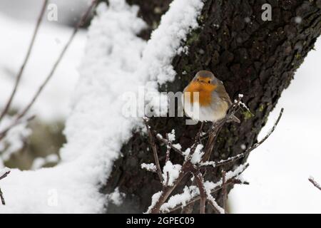 Rotkehlchen (Erithacus Rubecula) thront auf einem Ast im Schnee, fotografiert in Israel im Januar Stockfoto