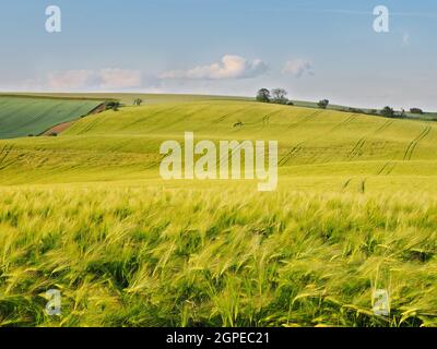 Lange grüne Weizenfilde vor der Ernte, Mähren, Tschechische Republik Stockfoto