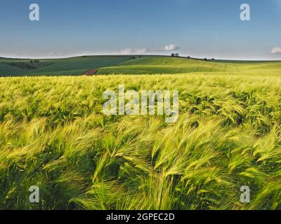 Lange grüne Weizenfilde vor der Ernte, Mähren, Tschechische Republik Stockfoto