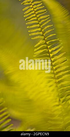 Nephrolepis exaltata, die gemeinhin als Schwert oder Boston farn Farn, ist heimisch zu Florida, West Indies, Mexiko, Mittelamerika, Südamerika, Polynesien Stockfoto